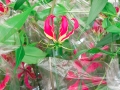 tulipe_jardinerie
