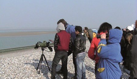 Phoque et veaux marins à portée de mains