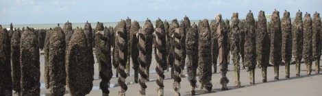 "Les moules : du bouchot à l'assiette"