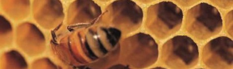 Hydromel et Cervoise en Fête.