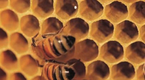 Hydromel et Cervoise en Fête.