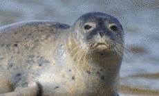 Le Hourdel et ses phoques, SPECIAL GRANDE MARÉE