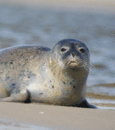 Le Hourdel et ses phoques, SPECIAL GRANDE MARÉE