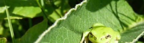 Visite guidée du marais de Larronville