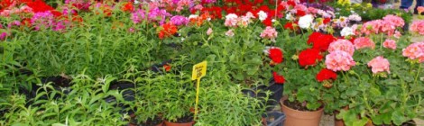 8ème marché aux fleurs, plantes & produits du terroir