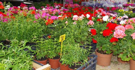 8ème marché aux fleurs, plantes & produits du terroir