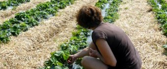 Visite de la ferme maraîchère