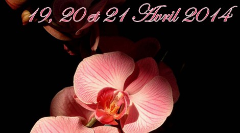 5ème Rencontre Internationale d’Orchidées