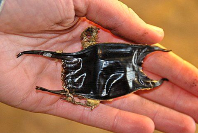 23 04 etaples chasse aux oeufs