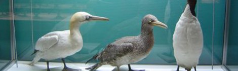 Festival de l’Oiseau et de la nature