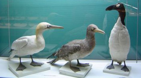 Festival de l’Oiseau et de la nature