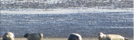 Conférence sur les phoques