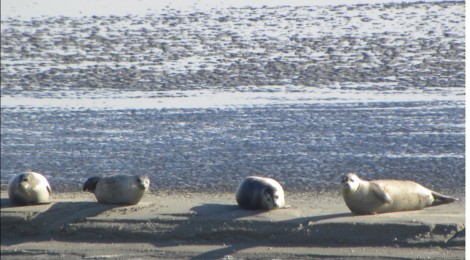 Conférence sur les phoques