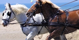 Concours de Sauts d’Obstacles Club et Poney