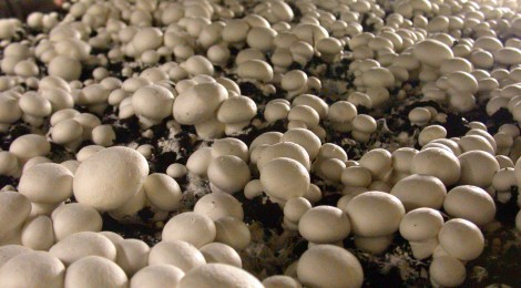 Visite de la Champignonnière de Toeufles. 