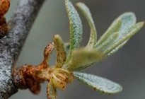 Dégustation de produits à base de coquelicots et d’argousier