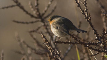 Démonstration de sculpture sur bois