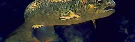 Grande nocturne pêche à la truite.