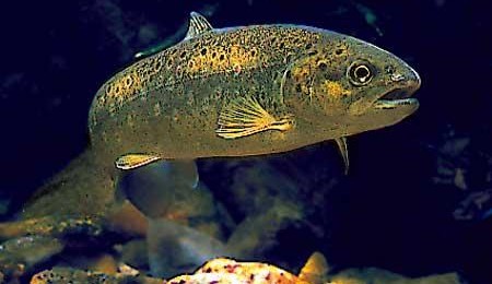 Grande nocturne pêche à la truite.