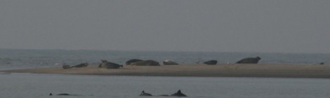 A la rencontre des mammifères marins de nos côtes.