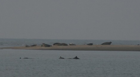 A la rencontre des mammifères marins de nos côtes.