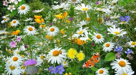 Fête des plantes et de la nature. 