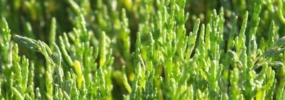 6ème Fête des Salicornes