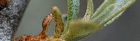 Dégustation de produits à base de coquelicots et d’argousier