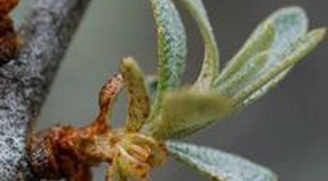 Dégustation de produits à base de coquelicots et d’argousier