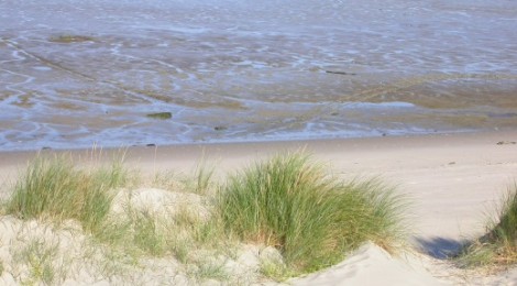 LES SORTIES NATURE : La dune dans tous ses états