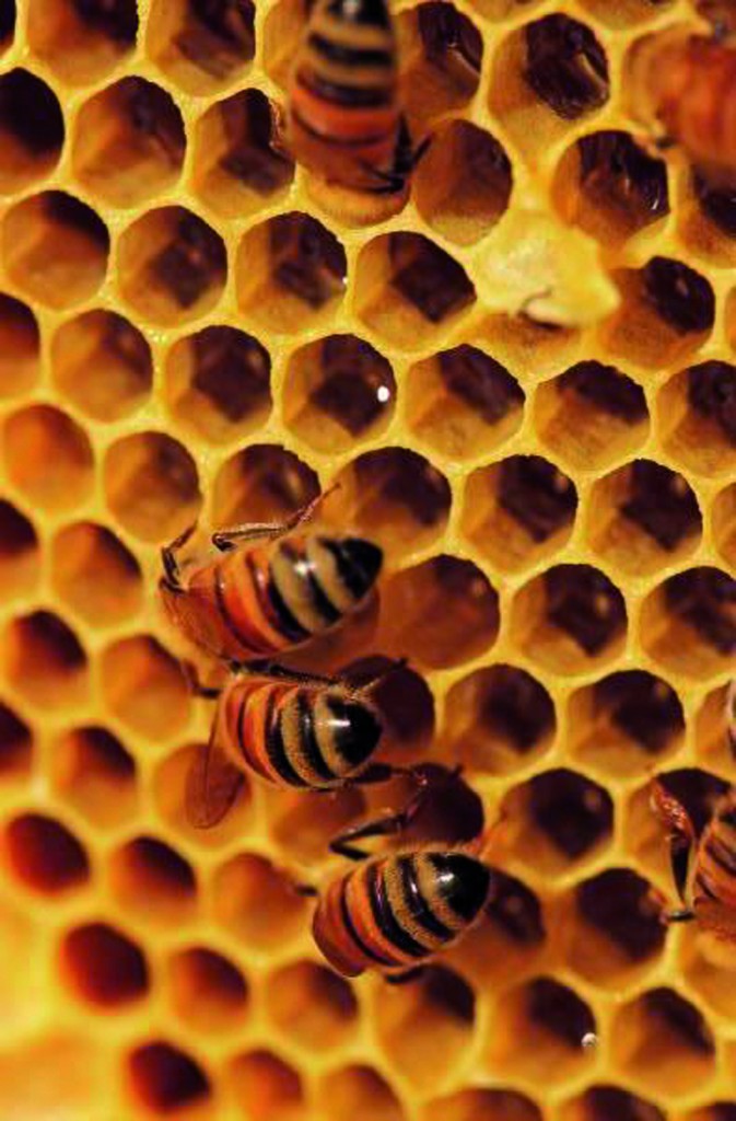 bouin plumoison abeille