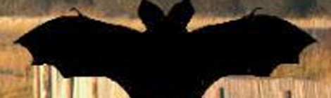 Sortie à la découverte des Chauves-souris