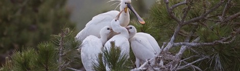 Sortie "Croquez la Nature"