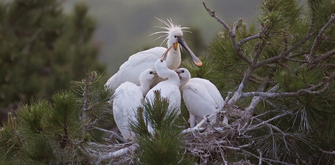 Sortie "Croquez la Nature"