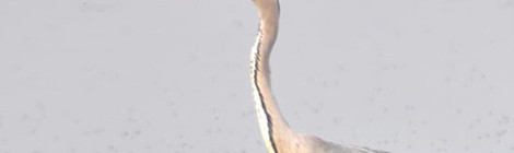 Rencontres Nature au Parc du Marquenterre