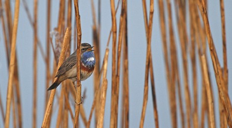 Sortie Nature "La Réserve ornithologique"