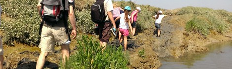 Rando-découverte en baie d’Authie