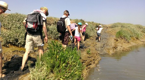 Rando-découverte en baie d’Authie