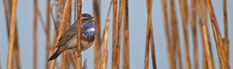 Sortie Nature "La réserve ornithologique de Grand Laviers"