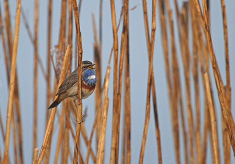 grand laviers Sortie Nature La reserve ornithologique
