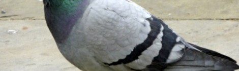 Vente de pigeonneaux par l’association "L’Hirondelle Etaploise"