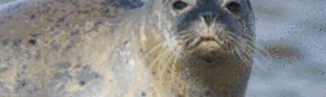 Balade nature "Le Hourdel et ses phoques"