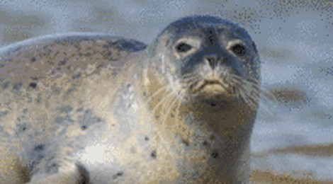 Balade nature "Le Hourdel et ses phoques"
