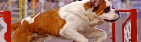 Concours agility par le Club d’Éducation Canine Etaplois