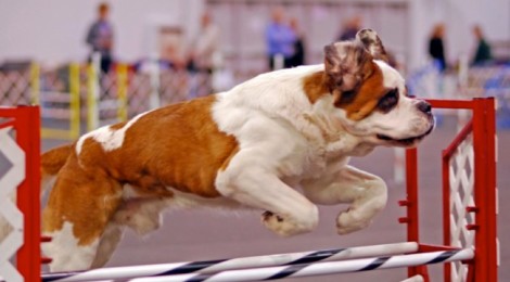 Concours agility par le Club d’Éducation Canine Etaplois