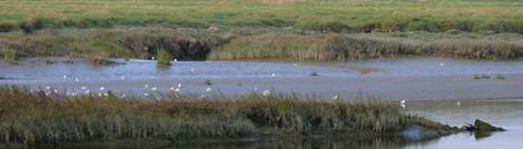 Balade nature "Boucle en baie de Somme"