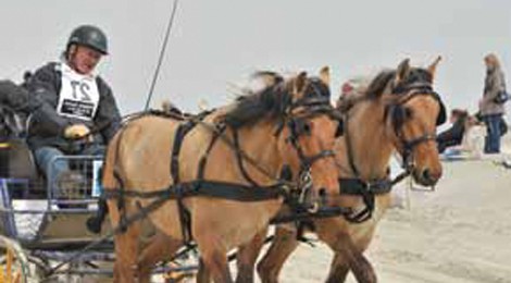 Marathon d’attelages