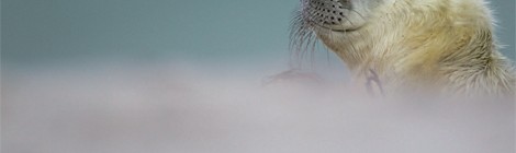 "Des îles d'hommes et de phoques"