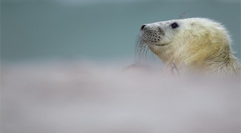 "Des îles d'hommes et de phoques"