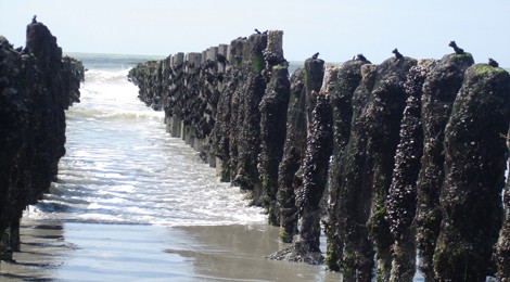 Balade guidée "Les moules : du bouchot à l'assiette » avec le CPIE Vallée de Somme.